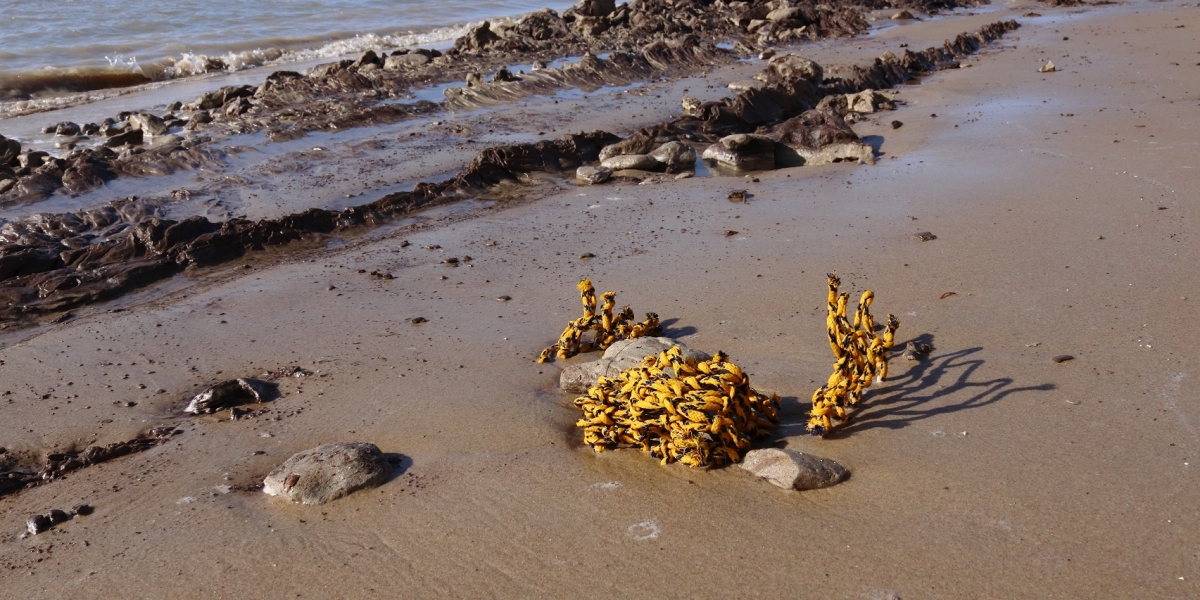 dechet_baie_authie.jpg