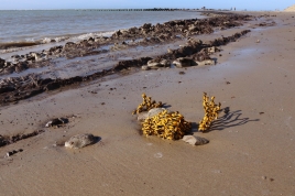 dechet_baie_authie.jpg